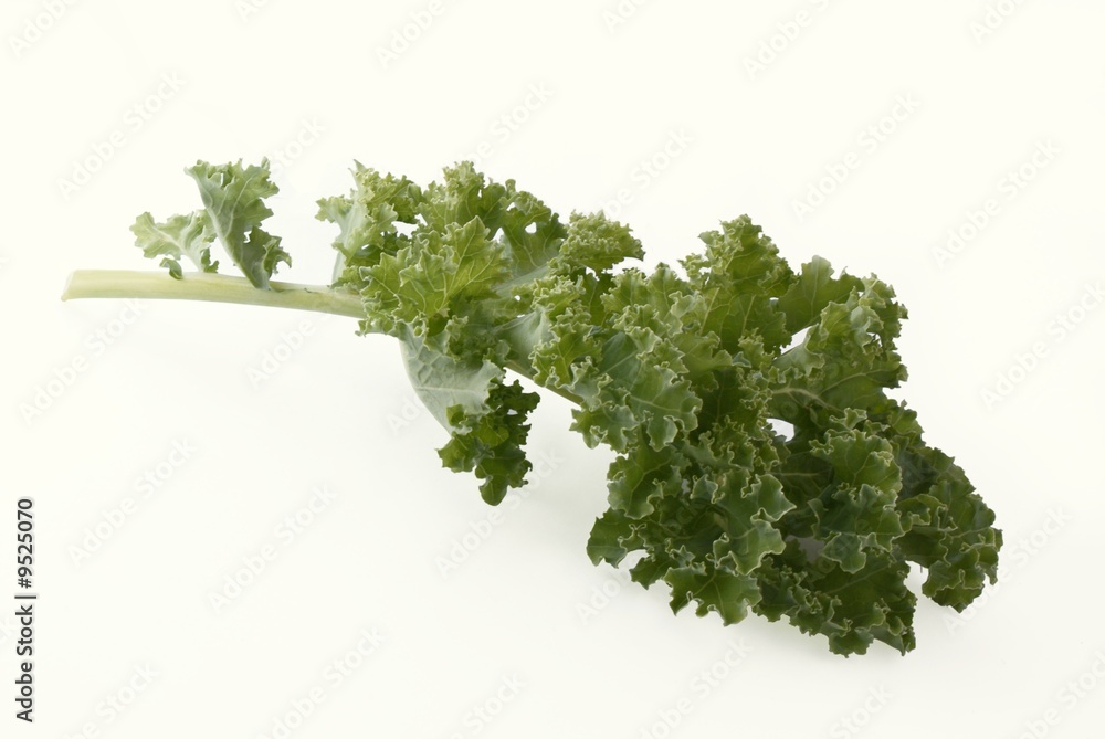 Fototapeta premium leaf of green kale