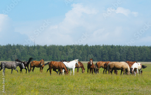 small horse herd in a field