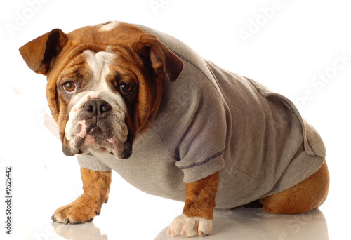 english bulldog wearing workout gear ready to start training