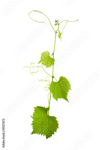 Vine vitis grapevine isolated over white background