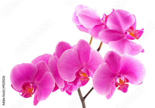 Fototapeta Naklejka Na Ścianę i Meble -  Branch of a purple orchid. A close up.