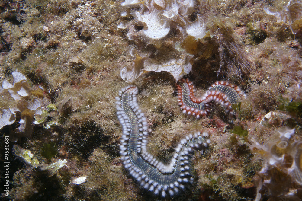 Underwater life in Aegian Sea Underwater life in Aegian Sea