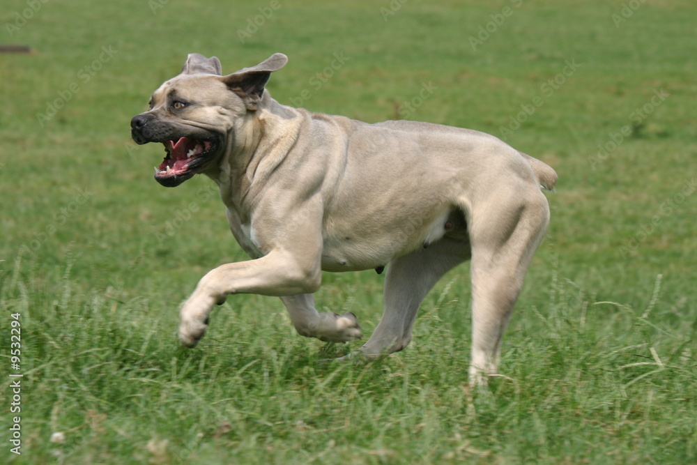 le cane corso en course