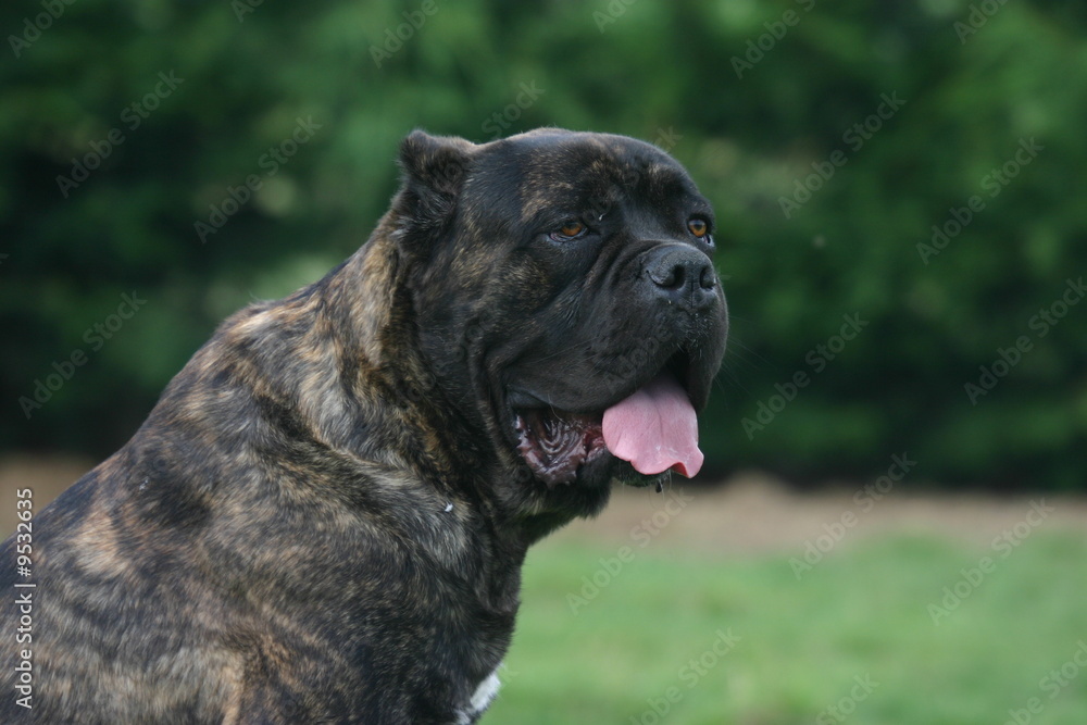 tete du cane corso dans le jardin