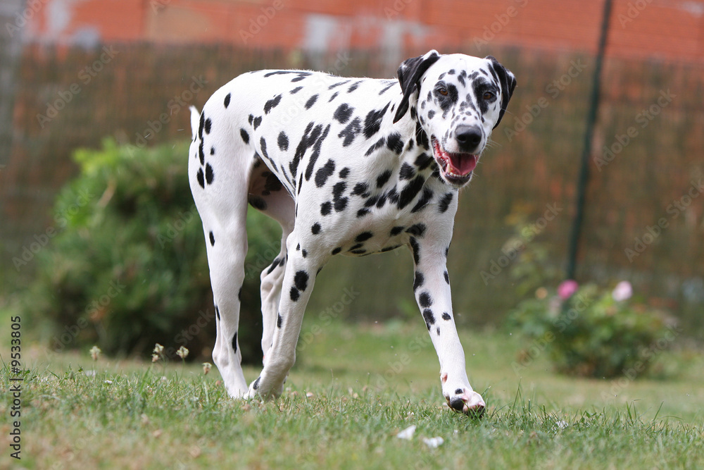 chien noir et blanc marchant