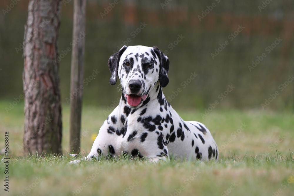 dalmatien allongé dans l'herbe