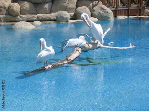 pelicanos photo