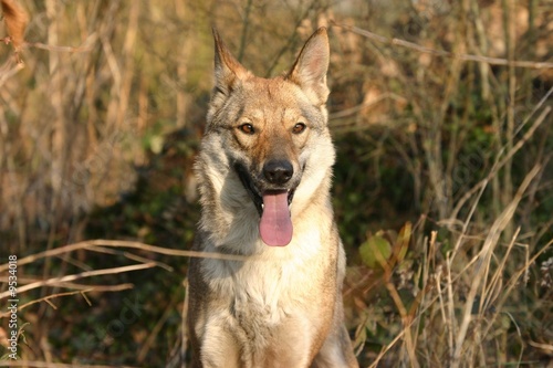 chien loup tchécoslovaque tirant la langue