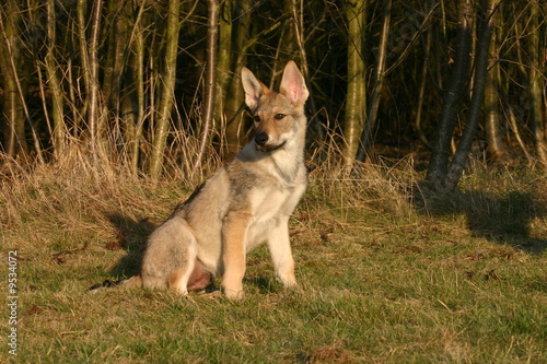 jeune chien loup tch  coslovaque assis devant les bois