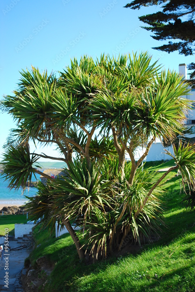 Obraz premium Tree on Burgh Island, Devon