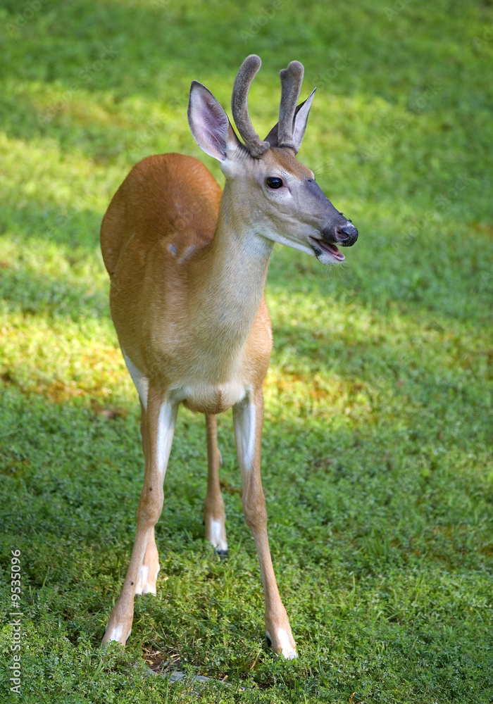 whitetail buck with antlers in velvet on grass whitetail buck with antlers in velvet on grass