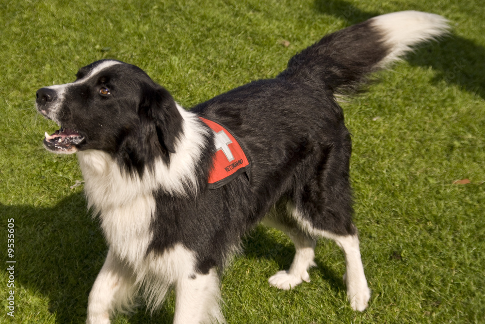 Fototapeta premium Rettungshund 080921 024