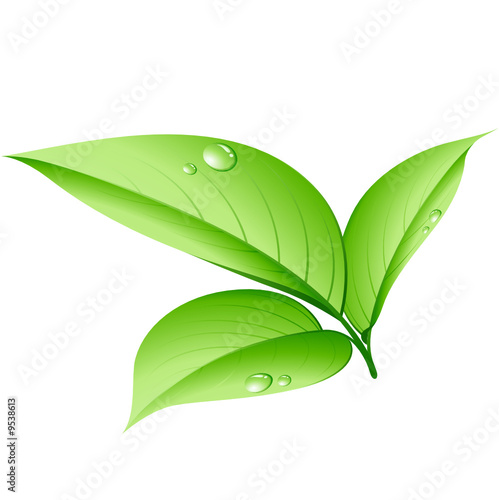 Jeunes feuilles et gouttes d'eau