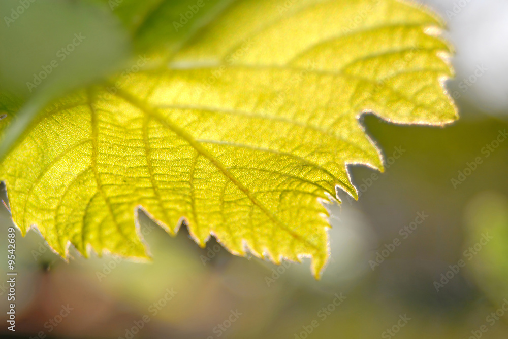 green leaves of grapes, close up green leaves of grapes, close up