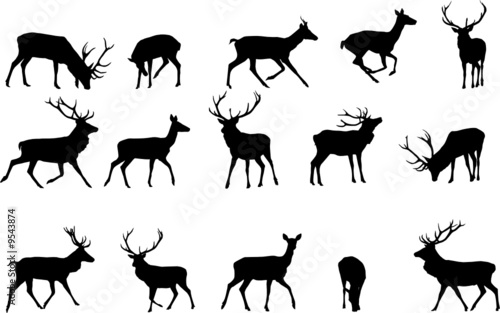 red deer silhouette,vector collection photo