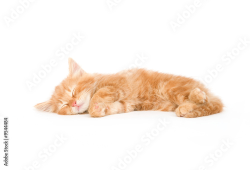 A yellow kitten lays down for a cat nap on a white background