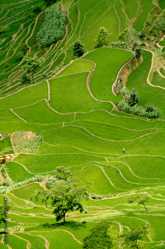 riziere de montagne (Yunnan - Chine)