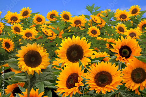 Fototapeta Naklejka Na Ścianę i Meble -  Field of Bright Happy Sunflowers Outside on a Sunny Day