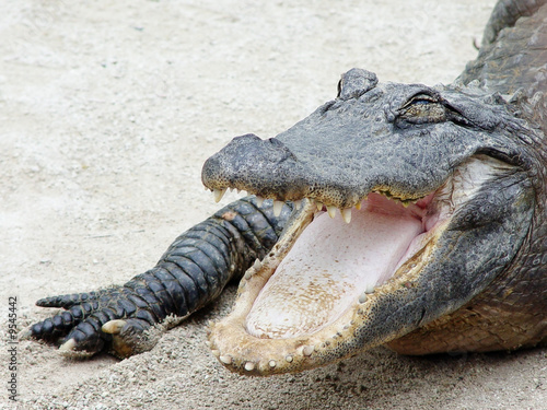 American alligator