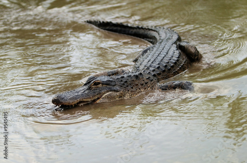 Swimming alligator (in nature), Florida USA