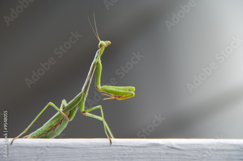 The wild carnivorous insect known as the Praying Mantis. © Rob Byron