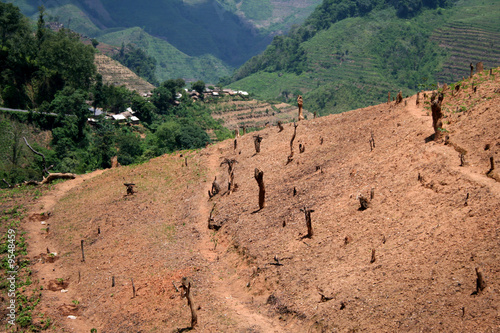 déforestation au Yunnan. Place nette pour le thé bio !