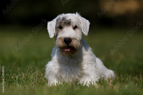 Sealyham Terrier portrait on grass