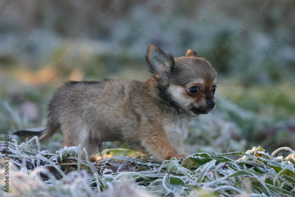 chiot chihuahua sur l'herbe gelée