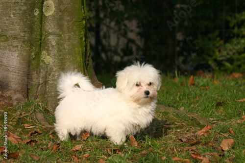 le coton du tulear en foret