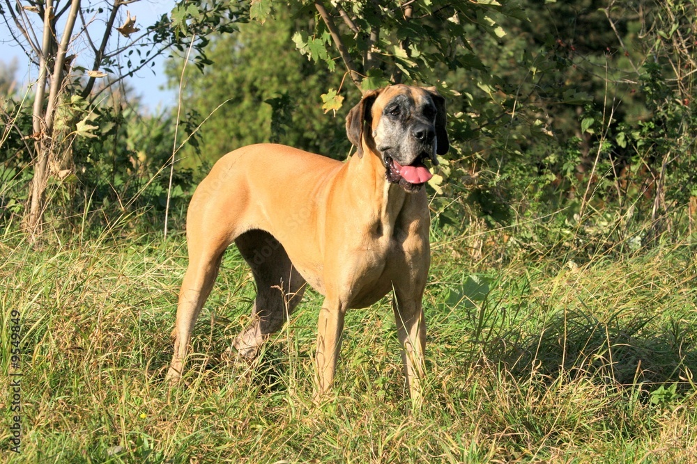 le dogue allemand a la lisière d'un bois