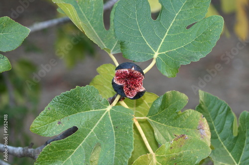 Fico rosso maturo photo