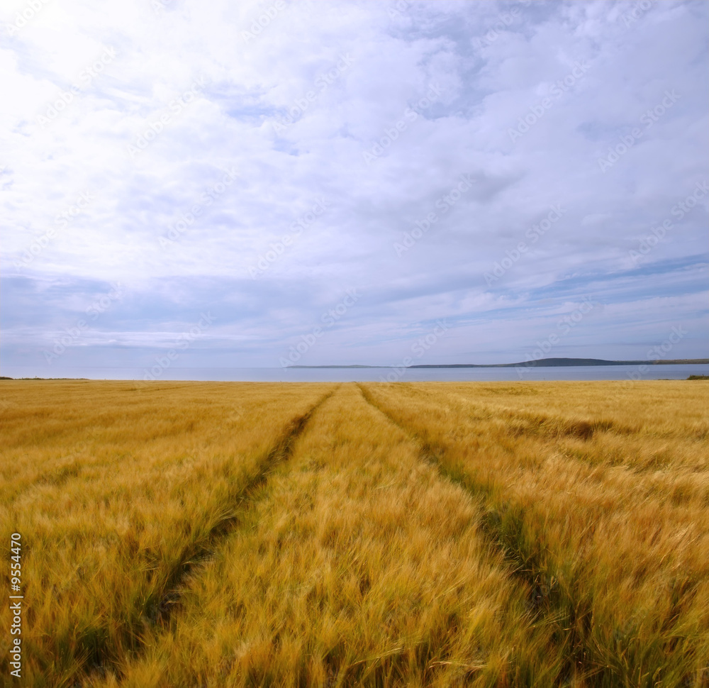 the beauty of a ripening crop in ireland