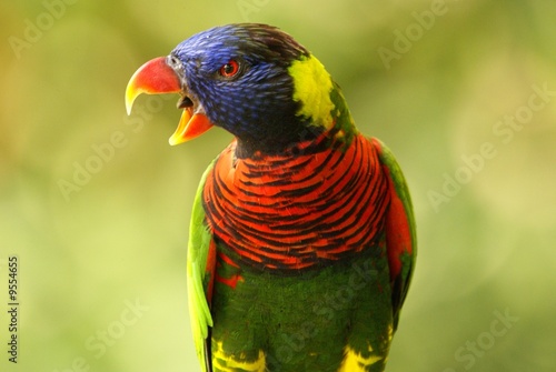 Loriquet à tête bleue, Trichoglossus haematodus