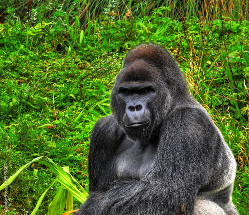 A HDR close up image of a male silverback gorilla © Mike Price