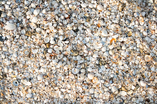 Maritime pebble on the beach