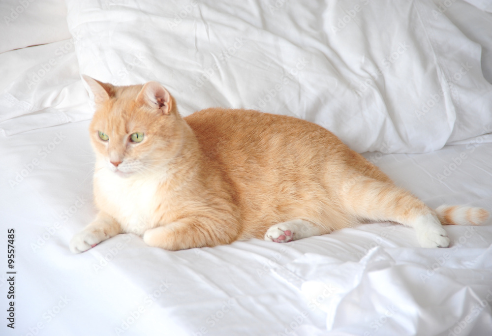 Kitten relaxing in bed.