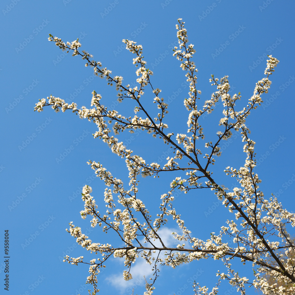 Blossoming twigs of cherry-tree (on blue sky background) Blossoming twigs of cherry-tree (on blue sky background)