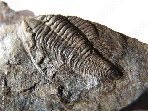 Paradoxides Gracilis - Trilobite photo
