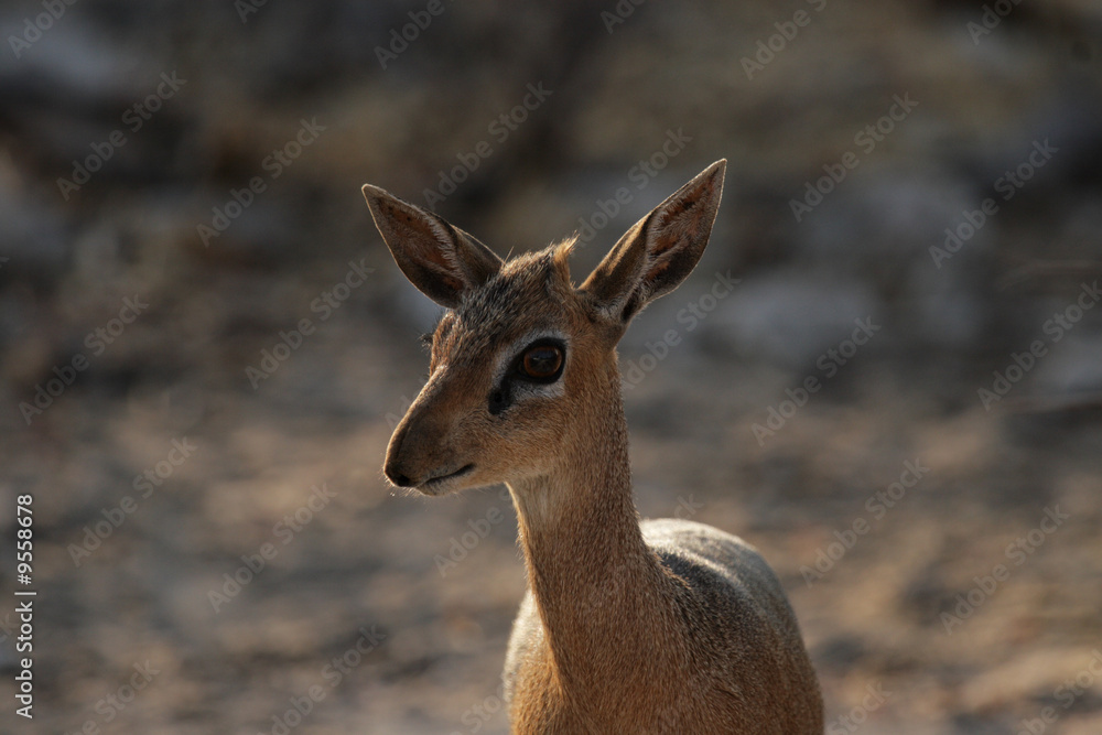 Damara Dikdik (Madoqua damarensis)