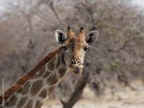 Neugierige Giraffe