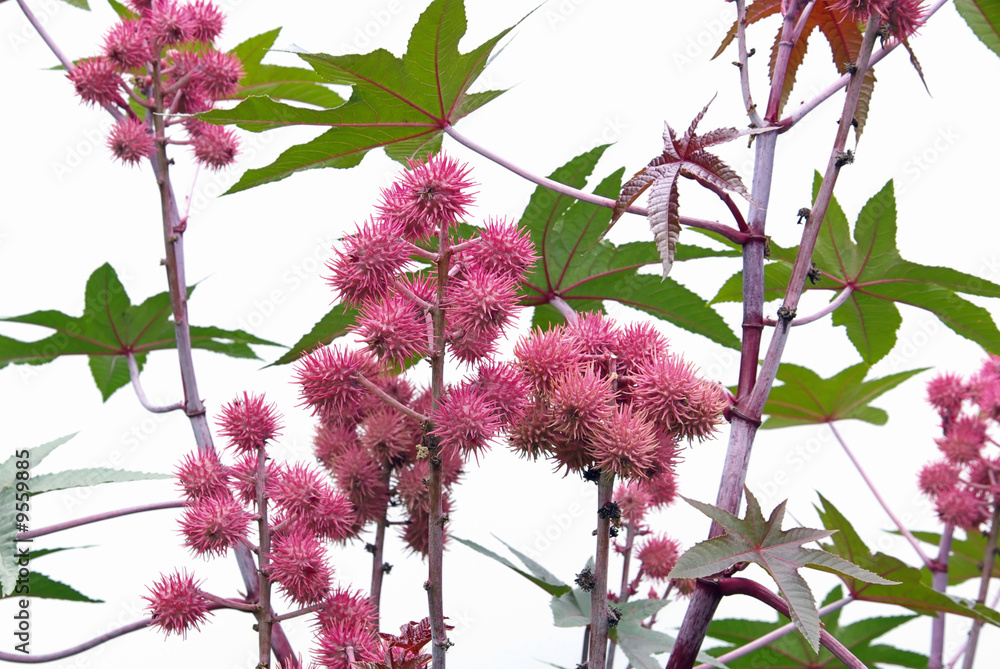 Wunderbaum - castor oil plant 09 Wunderbaum - castor oil plant 09