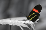 single butterfly at rest on vegetation