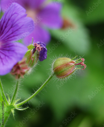 Geranienblüte mit Härchen