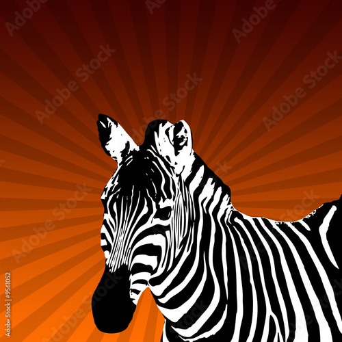 Zebra mit streifen Hintergrund Orange