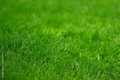 Wallpaper Mural background gradual blur grass Torontodigital.ca