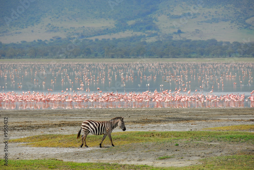 Zebra and pink flamingos