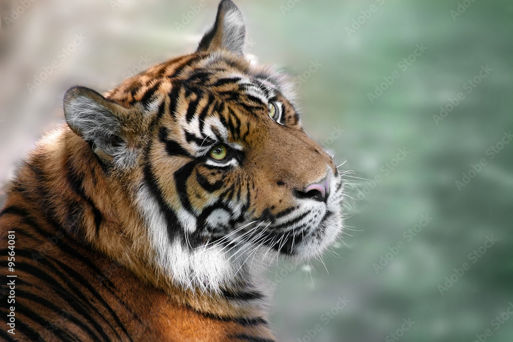 Fototapeta premium photo of tiger looking up with green background