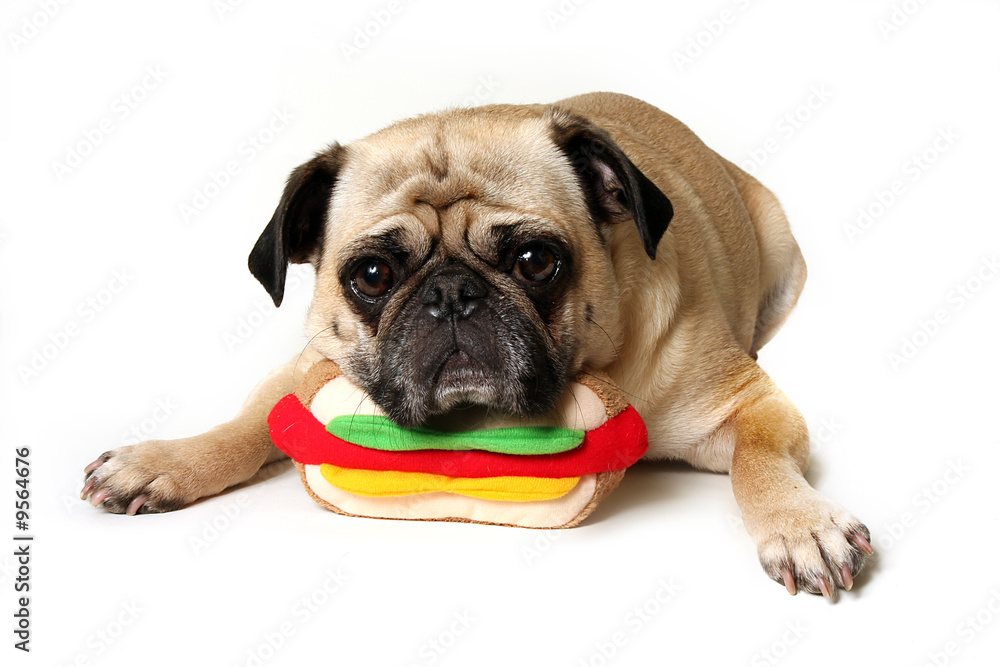 Pug With A Toy
