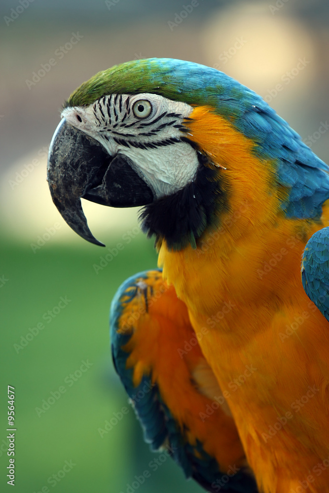 Fototapeta premium Colorful Parrot