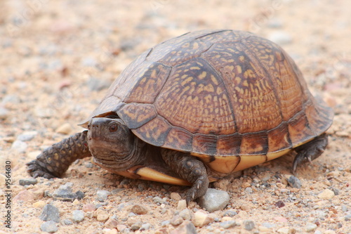 Turtle crossing road